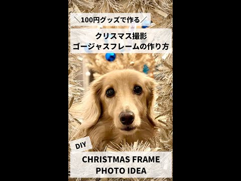 【DIY】200円でできる！撮影用クリスマス風ゴージャスフレームの作り方♪/ミニチュアダックスミッキー/犬撮影アイデア/ dog Christmas photo idea / #shorts