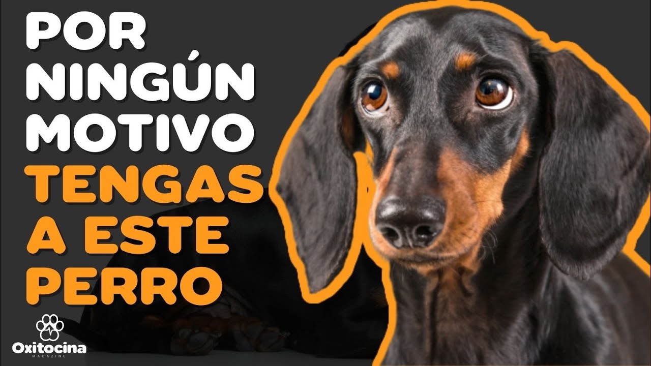DACHSHUND: 7 RAZONES PARA NO TENERLO