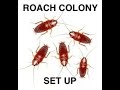Setting up a Red Runner Roach Colony von