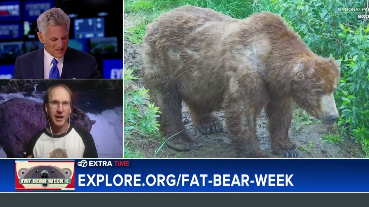 Voting begins in Alaska's Fat Bear Week contest