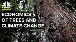 Can Planting Billions Of Trees Halt Climate Change?