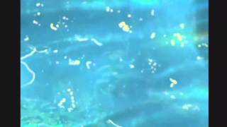 don't look today chris cohen