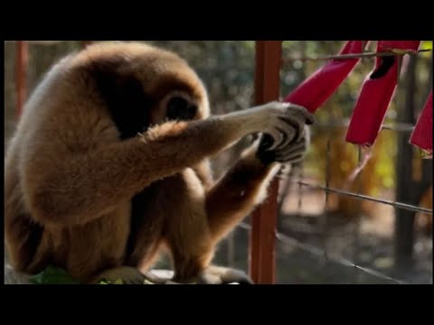 Pirating and Smoking