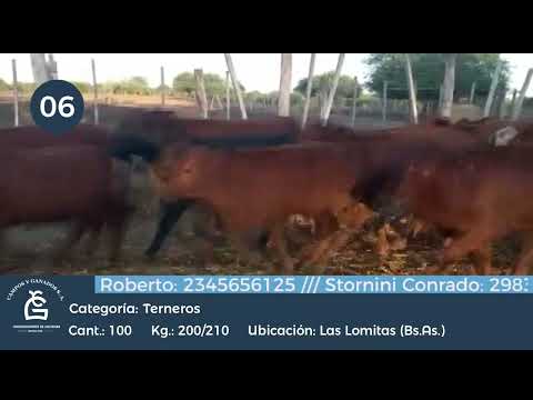 Lote Machos - Las Lomitas Formosa
