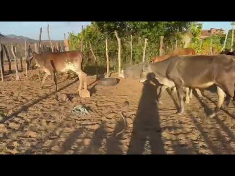 10 Garotas de linhagem Leiteira: 1.200 reais cada em Catingueira/ Paraíba. ZAP 84 99810 2784*#gado 