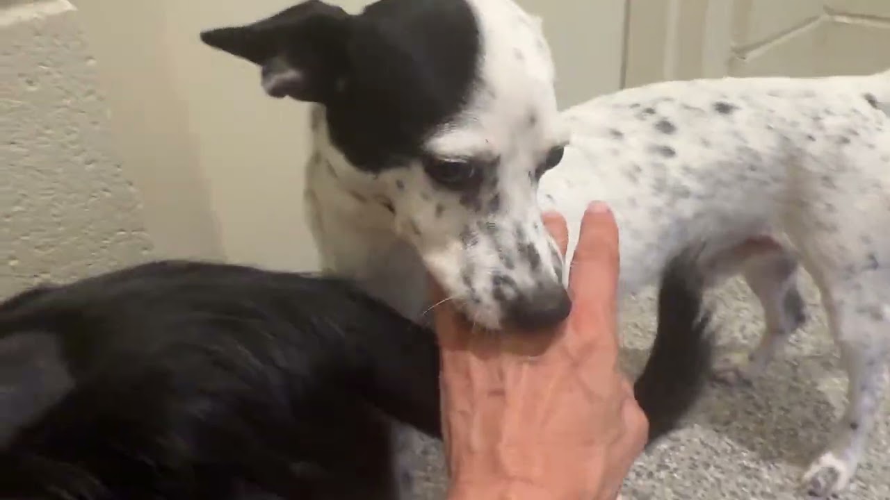 Enlarge Wesley, a Adoptable mixed breed in San Antonio, TX video 2/5