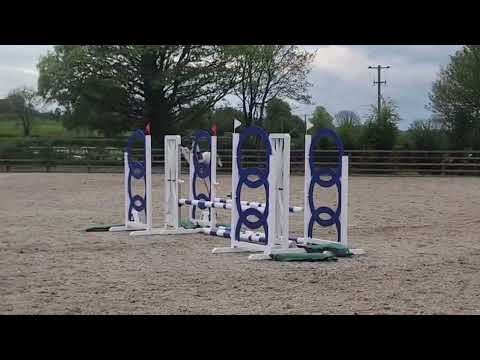 12.2 gelding - Image 2