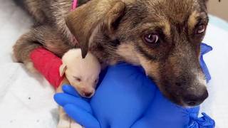 Her Baby Was Dying… She Clutched Him and Wouldn’t Let Go