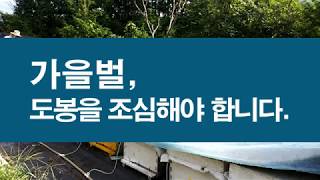 가을벌, 도봉을 조심해야 합니다. 도봉(도둑벌)의 원인과 대책