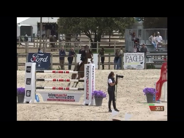 A vendre hongre de 9 ans 