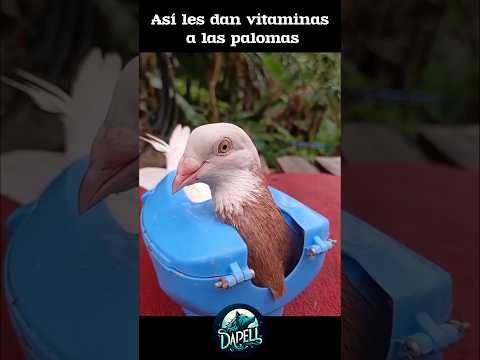 Así medican a las palomas de forma segura #pigeon #animales