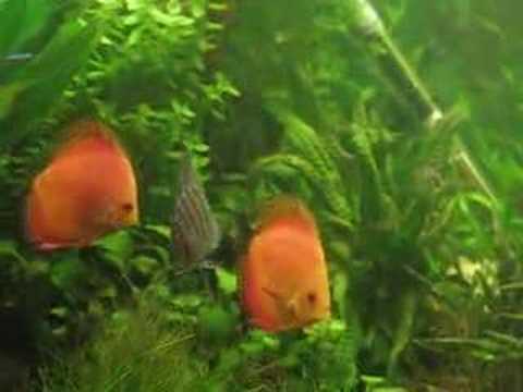 Discus Kissing and Bullying each other