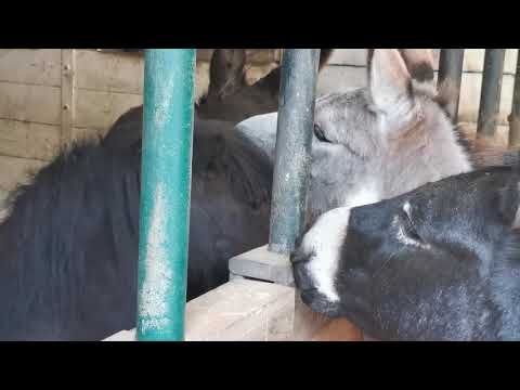 ANIMAL SPIRIT rettet 10 Tiere aus Tirol!