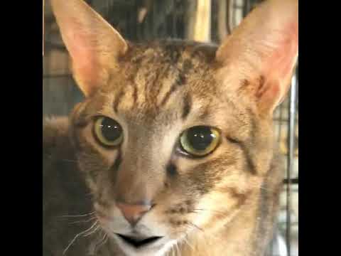 Stunning Savannah cats looking for a home!