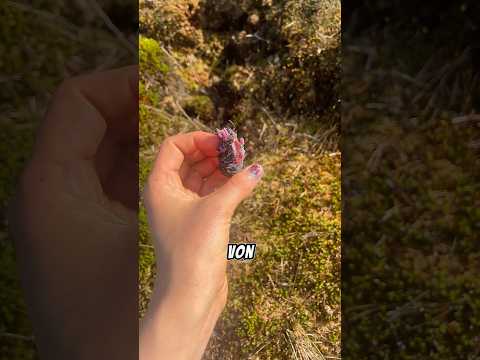 The fox ate plastic #fox #plastic #nature #discovery #spring #beauty