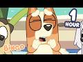 Bingo S Best Full Episodes From Season 3 1 Hour Bingo Official Channel