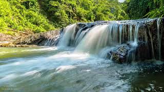 Download lagu Terapi Suara Air Dan Suara Burung di alam liar mp3 Download lagu Terapi Suara Air Dan Suara Burung di alam liar mp3