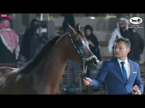 N 453 JAMIL AL SHAHANIA   Katara Int  Arabian Horse Festival 2022   Stallions 11+ Years Old Class 12