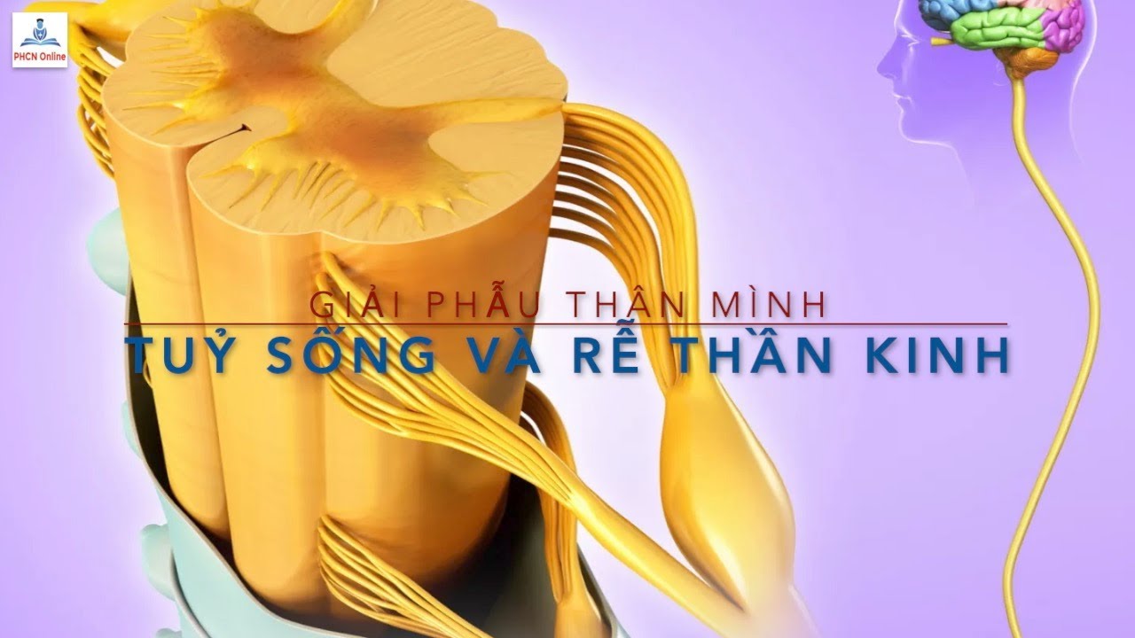 Tủy sống và các rễ thần kinh