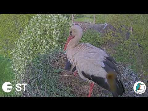 Baltie stārķi Tukuma novadā - LDF tiešraide .Otrs stārķa bērns izsķīlies:))22.05.2022🙂🎉