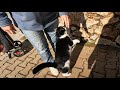 Tuxie The Cat Greets Me With Her Love Jumps And Loud Meows