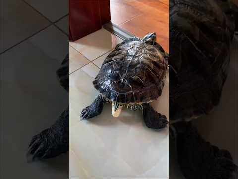 Menyelamatkan Anak Kura-kura