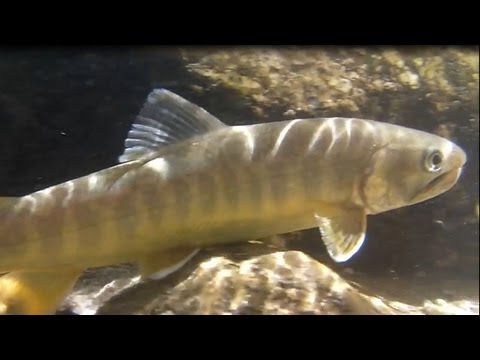 Whitey Char at Small and White Stream in Japan