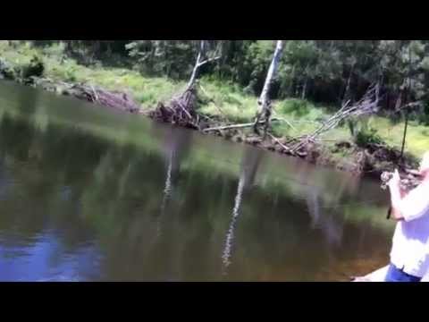 Bass in South East Queensland