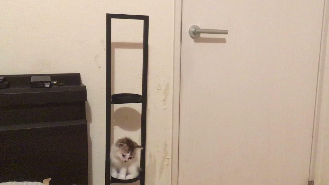 すっぽり収まる赤ちゃん猫　cute kitten