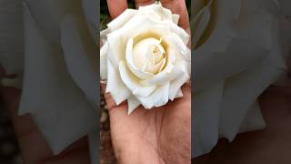 Download lagu Blooming of white rose😍 #whiterose #white rose flower #rose #flowers #shorts #trending #viral#garden mp3