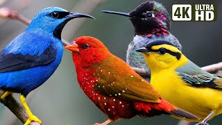 RELAXING NATURE SOUND | PEACEFUL NATURE | BREATHTAKING BIRDS | STUNNING NATURE | STRESS RELIEF