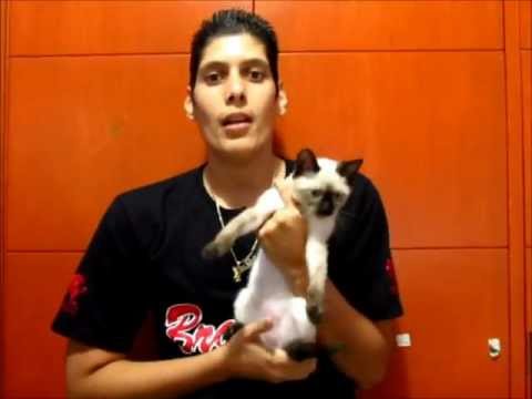 Errores mas comunes en la crianza de un gato