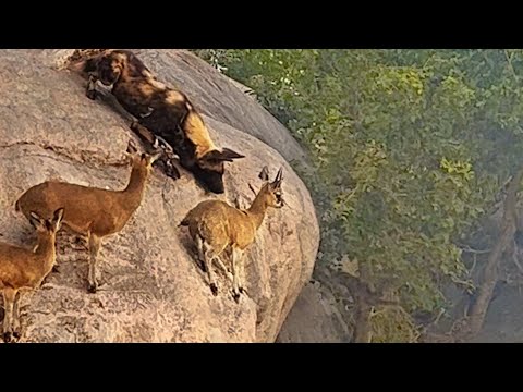 Thumbnail for WILD DOGS HUNT ANTELOPE ON EDGE OF CLIFF by Wild Dogs