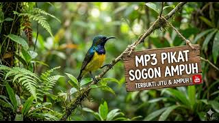 Download lagu Mp3 Pikat Sogon Liar Pancingan💯 Ampuh ‼️Suara Koloni mp3