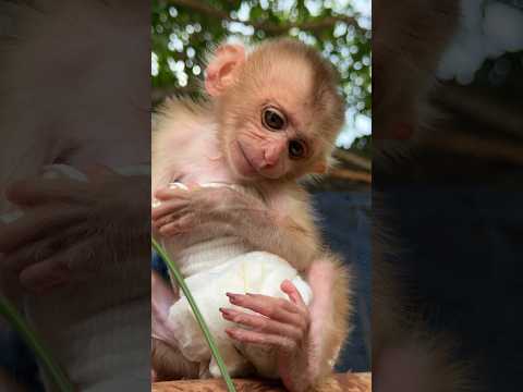 Monkey’s Funny Revenge on the Millipede 😂🔥 Part 02 #shortvideo #millipede #monkey