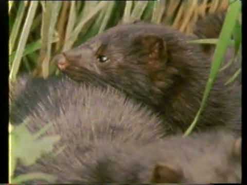 OPSTANAK - Vidra: Usponi i padovi