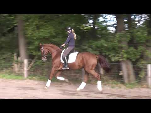 BARNEBY 3j. v. Beney - Royal Blend - for sale-