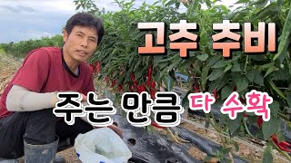 장마철 고추 추비 주는 만큼 다수확이 가능하다 추비 주는법 추비  종류