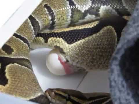 JTRush Pythons  e039   Normal Laying an Egg