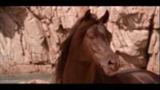 The Black Stallion - Main Theme -  Carmine Coppola