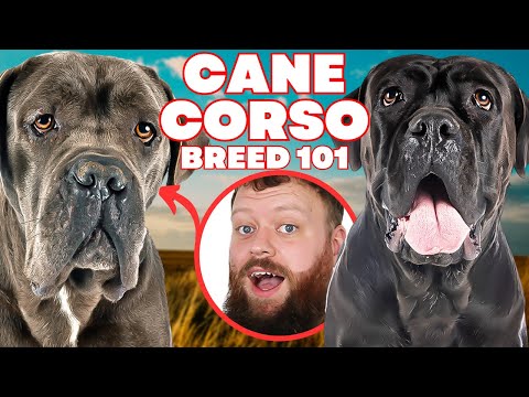 Is The Cane Corso A Good Or Bad Dog To Own