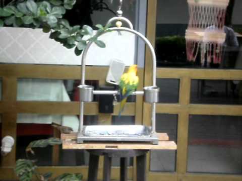 Niedlicher Vogel kaempft um sein Futter