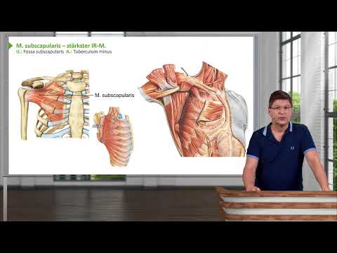 Anatomie I Bewegungswissen I Obere Extremität: Überblick - Schultermuskeln I Prof. Dr. med. Wirth