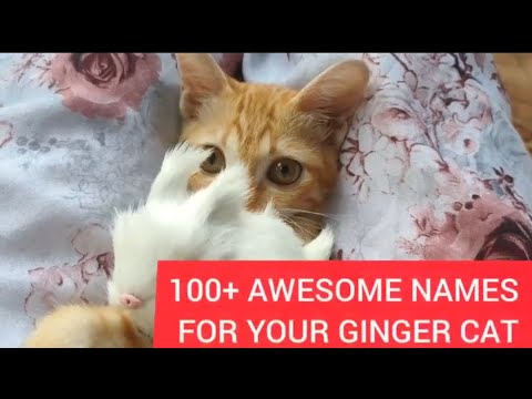 100+ Awesome Ginger Cat Names For Male & Female Orange Kitties