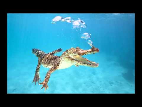 T-Pain ft. Lil Wayne - Cant Believe It [Mono/Poly Mix]