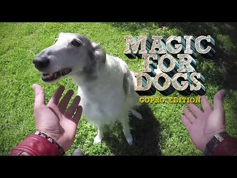 Magic for Dogs - GoPro Edition!