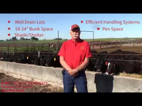 Backgrounding Calves