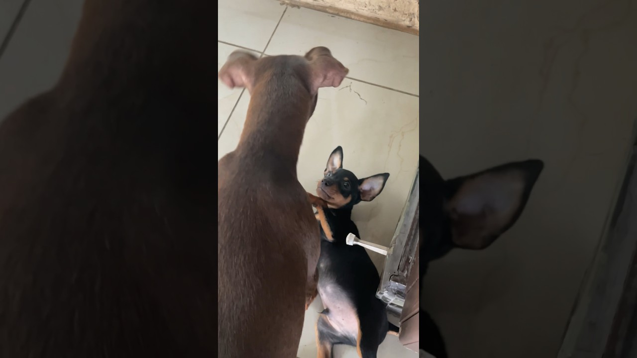 Cute Min Pin Puppy & His Beautiful Mom #Shorts