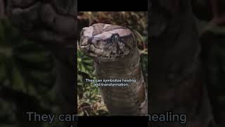 THIS Is the Dream Meaning of Snakes