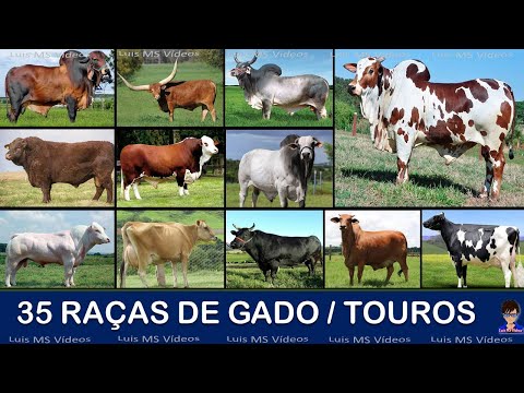 , title : '35 RAÇAS DE GADO / TOUROS incríveis'